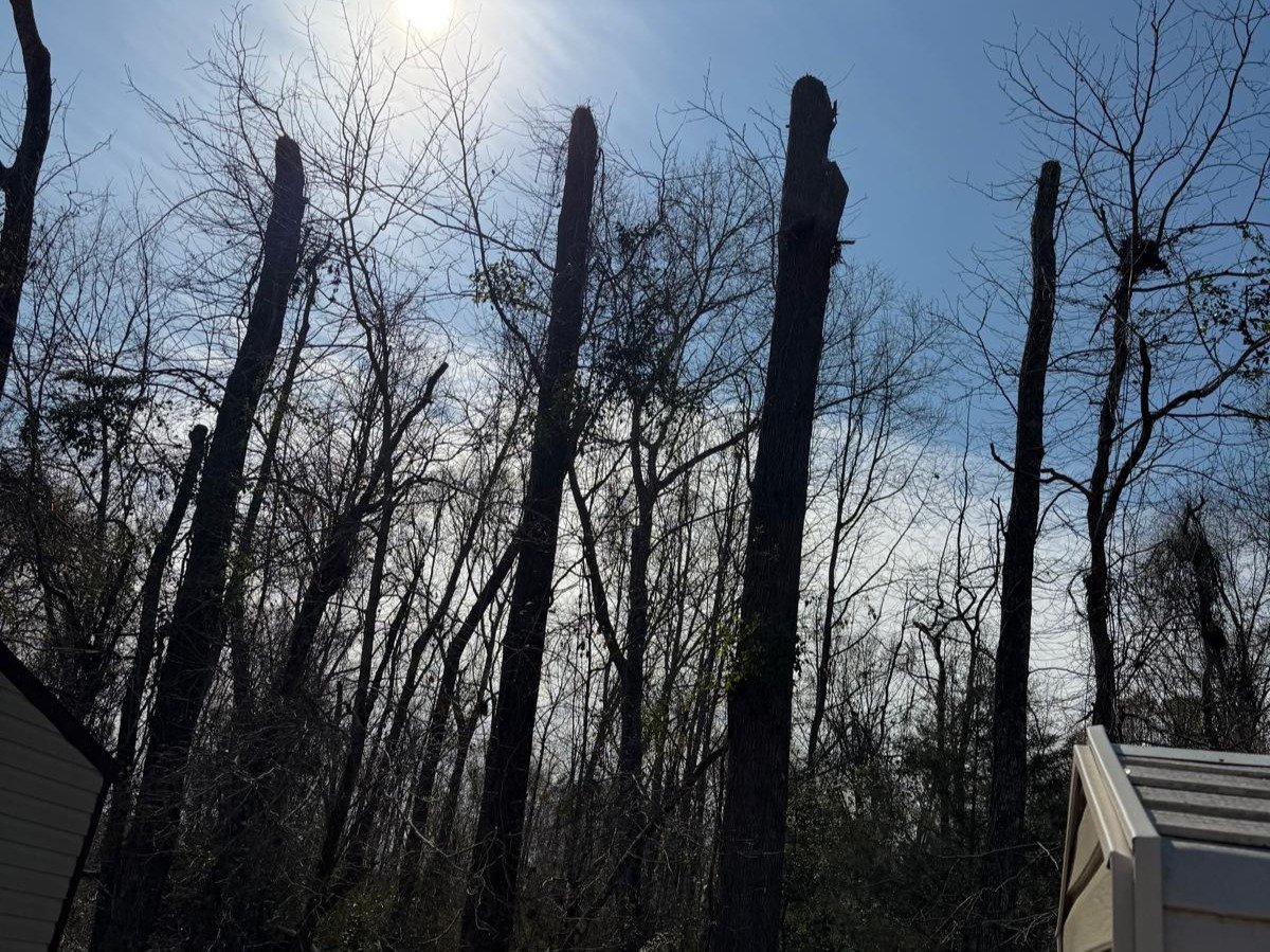 El Costeño Tree Service LLC